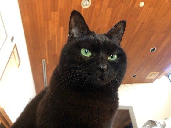 見つめる猫