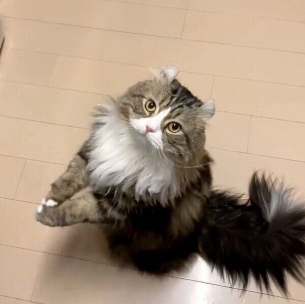 ちょうだいポーズをするみつばくん