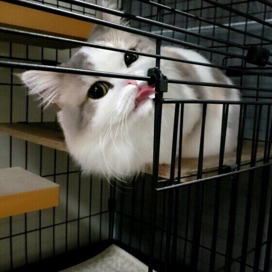 ケージに入る猫