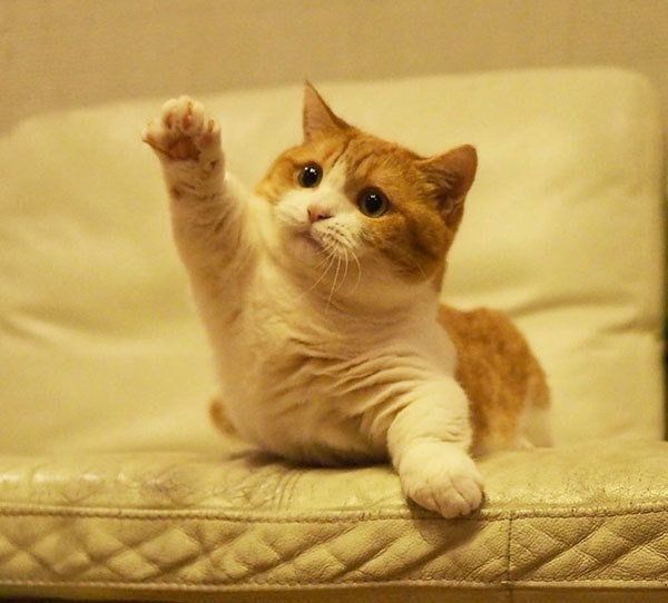 前足を上げるマンチカン