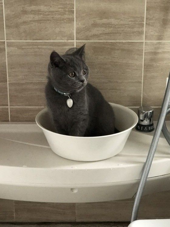 お風呂場でくつろぐブリティッシュショートヘアのミントくん