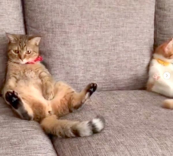 くつろぎ方がシンクロするマンチカン