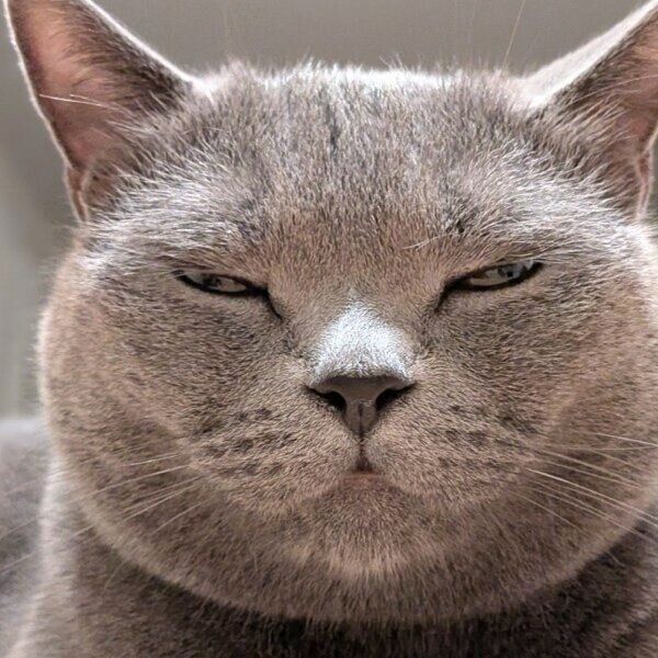 カメラ目線でうとうとするたぬきくん