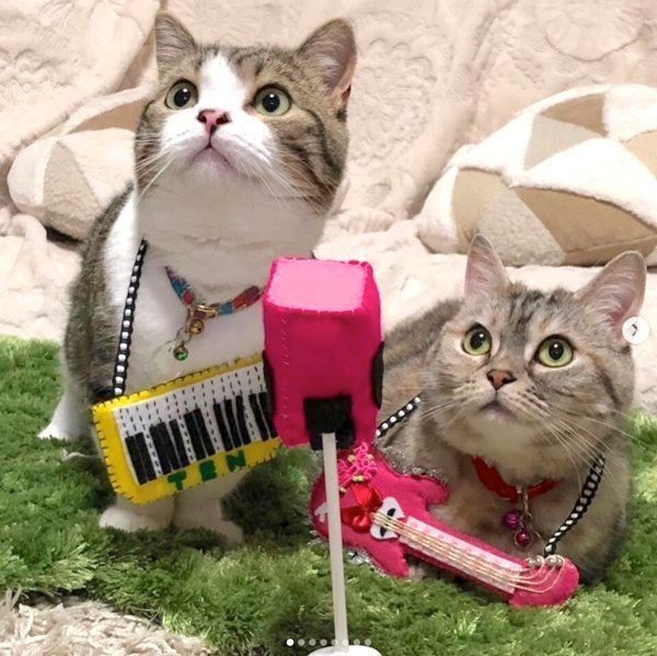 寄り添うマンチカン