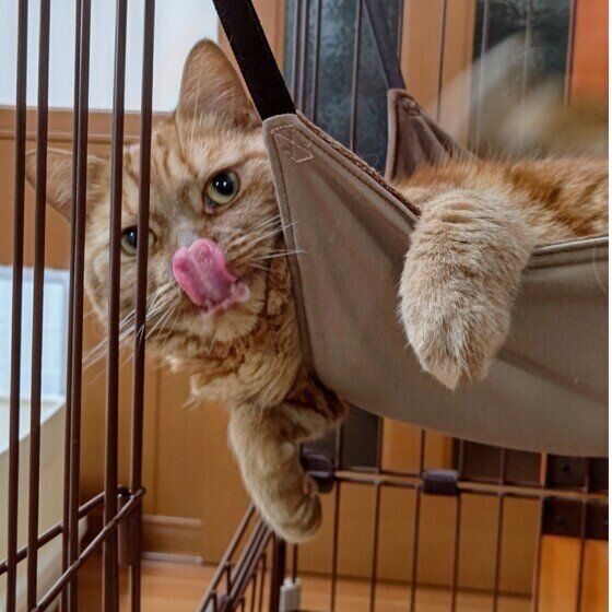 あいと 愛猫の治療費のために出品中 世界にひとつだけ！愛猫のイラスト入りの桐箱におヒゲや乳歯を
