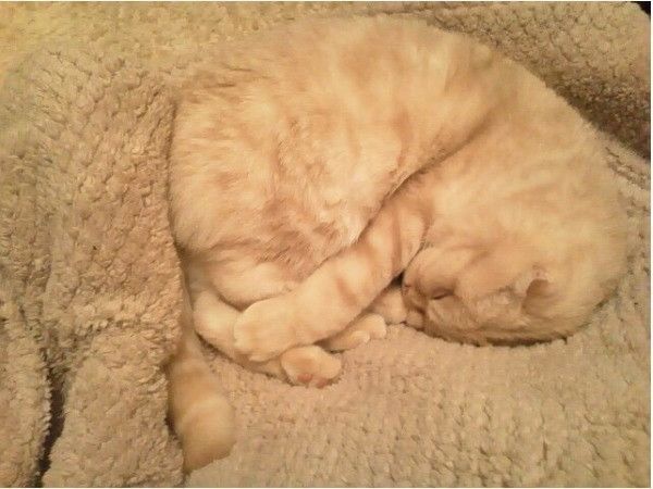 アンモニャイト