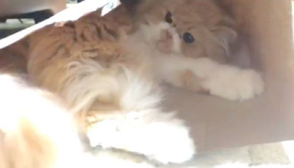 紙袋で遊ぶペルシャ