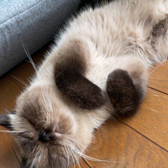 お昼寝中のエキゾチックショートヘア