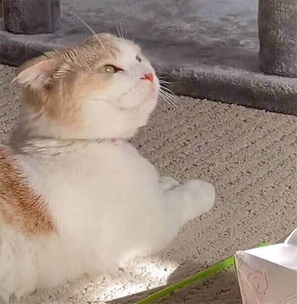 くつろぐクリちゃん