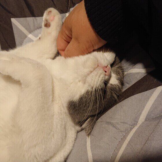 撫でられるブリティッシュショートヘア