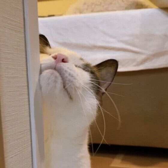 スリスリする藍太郎くん