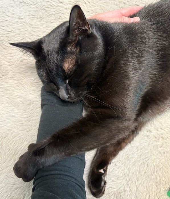 飼い主さんの腕まくらで眠るカルビちゃん