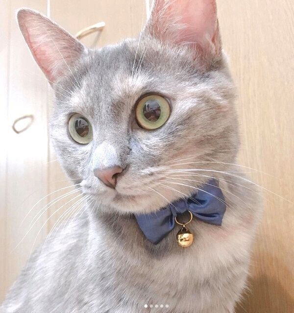 新しい首輪をつけるくぅちゃん