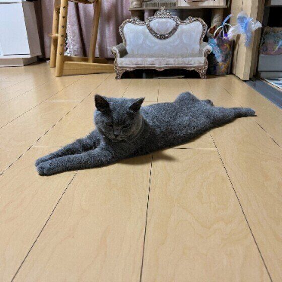 伸びるムーンちゃん（ブリティッシュショートヘア）