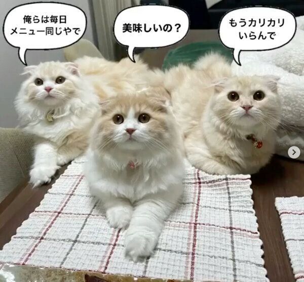 見つめるにゃん吉くん、にゃん丸くん、にゃん鈴ちゃん