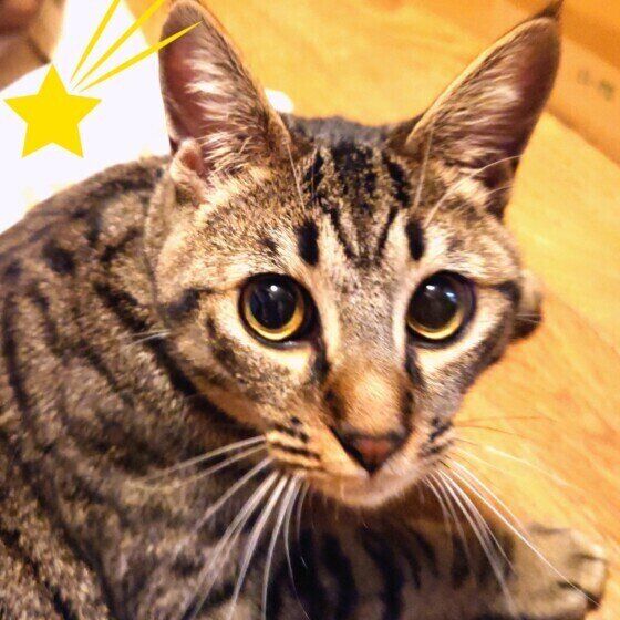 ひと休み中のMIX猫