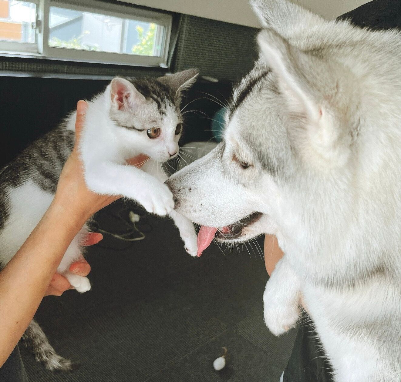 先住犬・りりたんに慣れてきたころのくぅちゃん