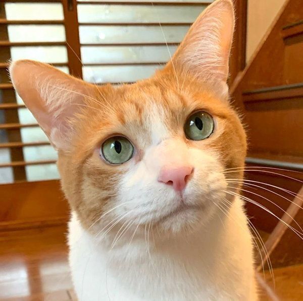 くりっとしたお目めが可愛いポン太ちゃん