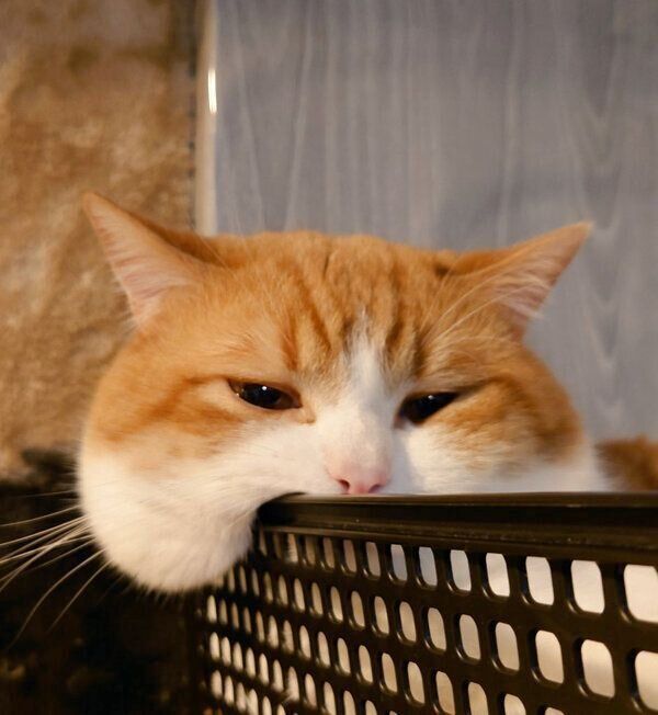 ほっぺがもちもちなおちゃまるくん