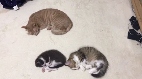 シンクロする猫