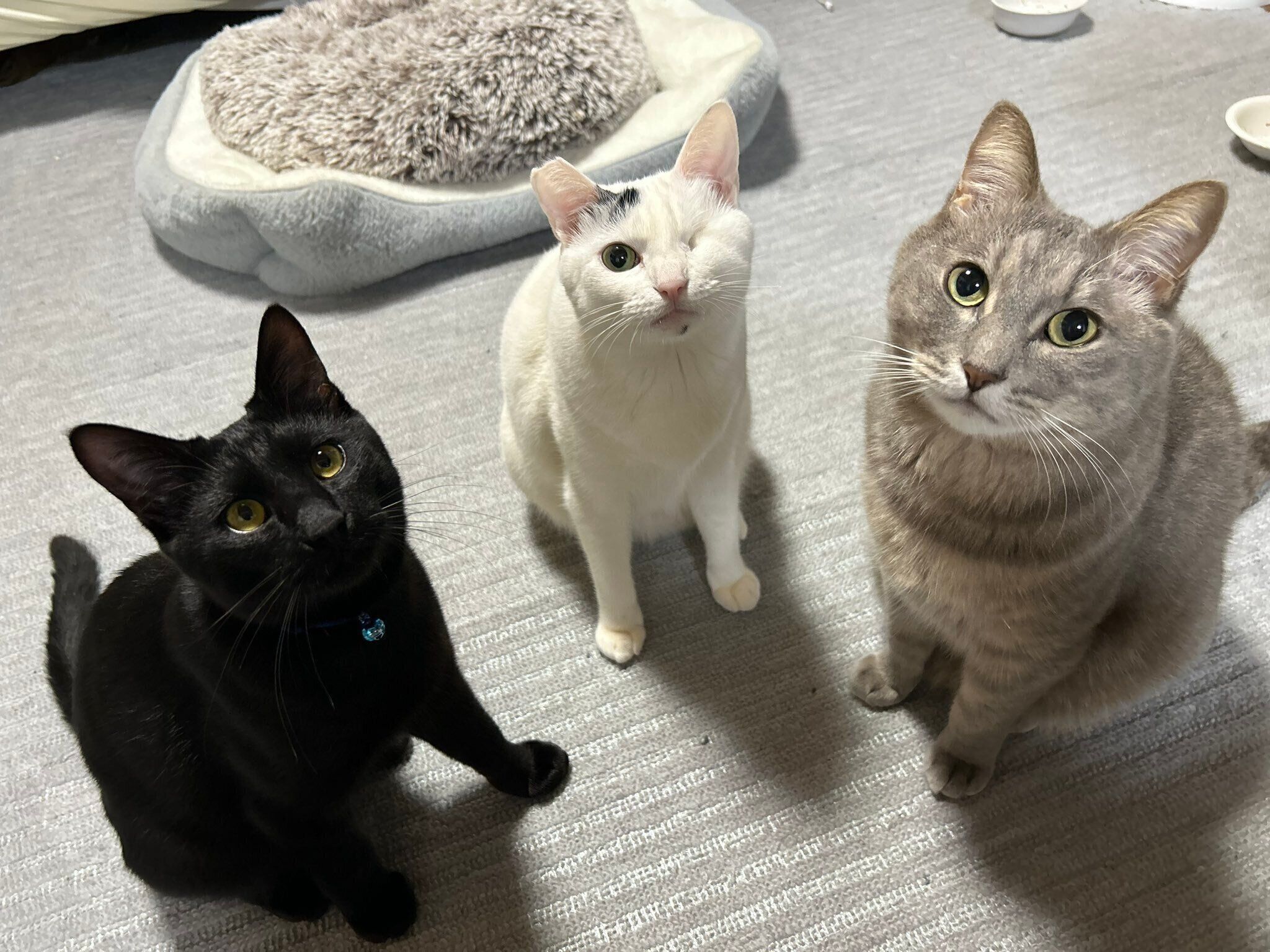 一緒に暮らす猫たちと