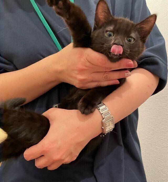 保護団体スタッフに連れられ、飼い主さん宅にやってきたときのさすけくん。