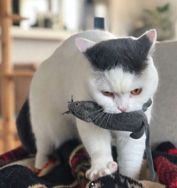 ネズミのぬいぐるみをくわえながら、フミフミするカツヲくん