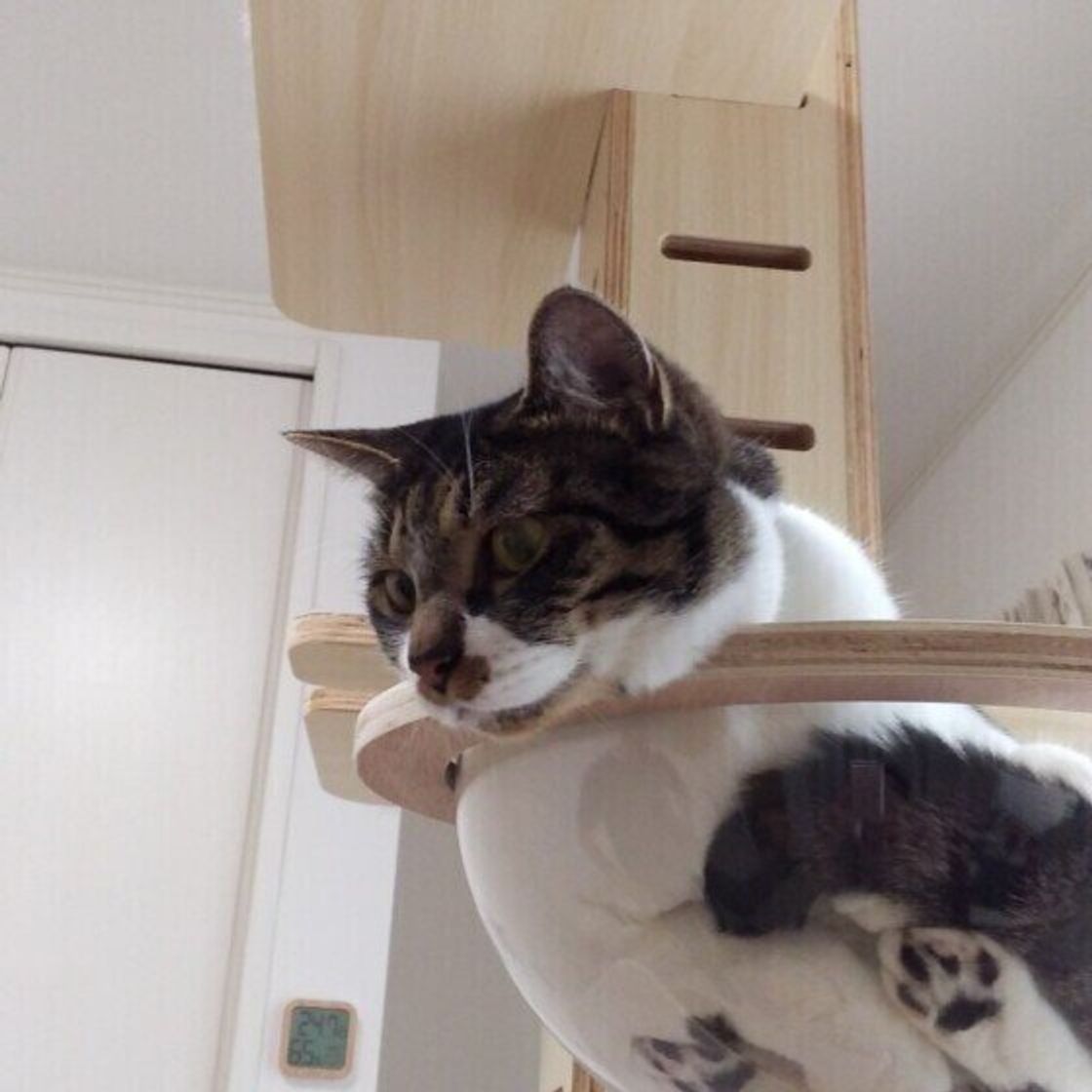 獣医師監修 猫が喜ぶ 猫部屋 おしゃれなdiyアイデアもご紹介 ねこのきもちweb Magazine 獣医師監修 猫が喜ぶ 猫部屋 おしゃれなdiyアイデアもご紹介 ねこのきもちweb Magazine