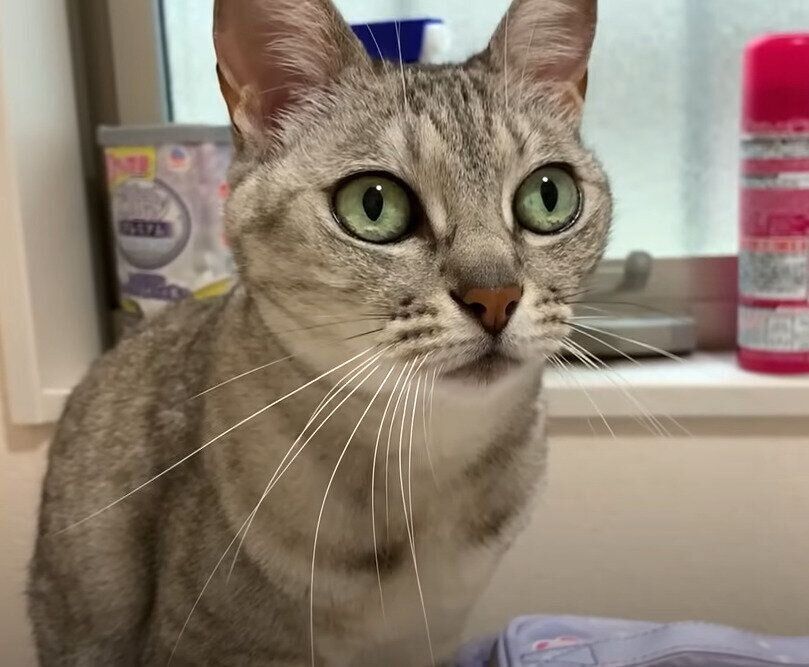 ねこ　マロちゃん