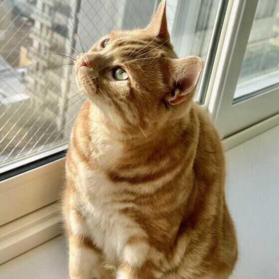 日光浴をするペイくん