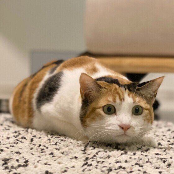 ミケ猫のつばきちゃん