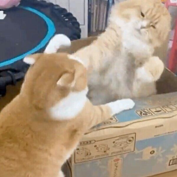 まめちゃんもカウンターで応戦！