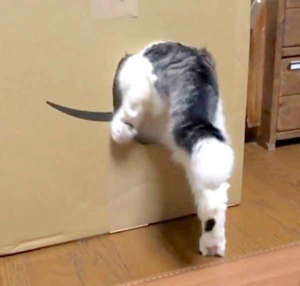 なかなか穴に入れないスコティッシュフォールド