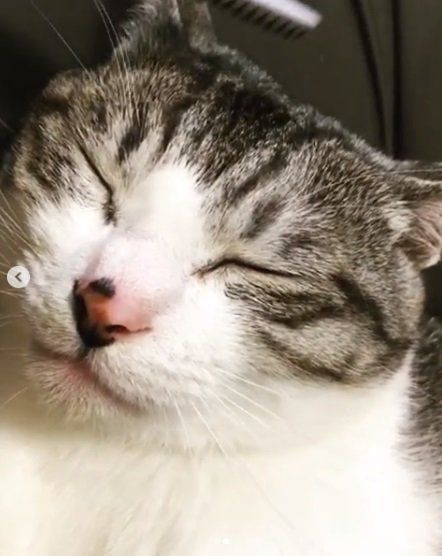 猫じゃすりでマッサージされる猫