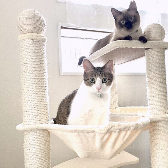 猫タワーに座る小春ちゃん