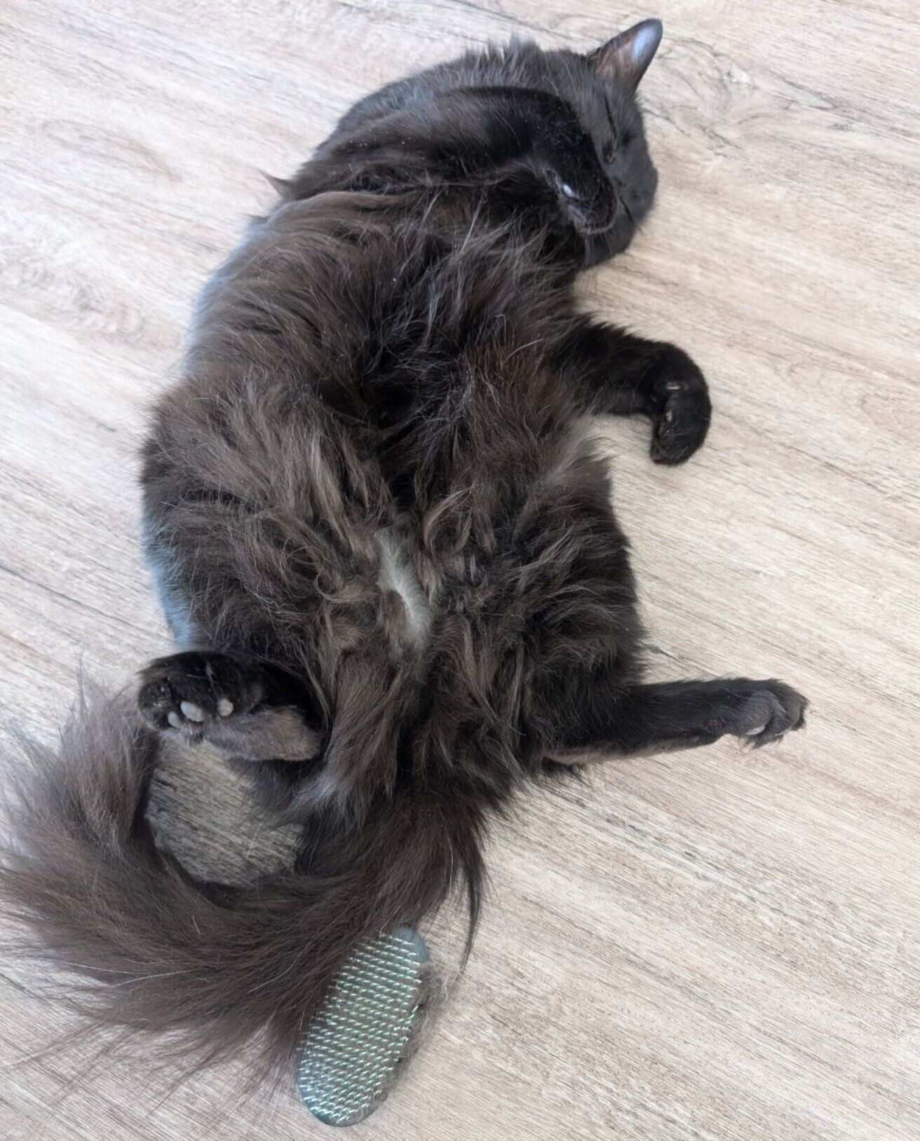 ブラッシングの途中で寝てしまったモアちゃん