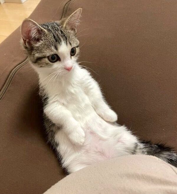 ヨギボーでくつろぐ琥太郎くん