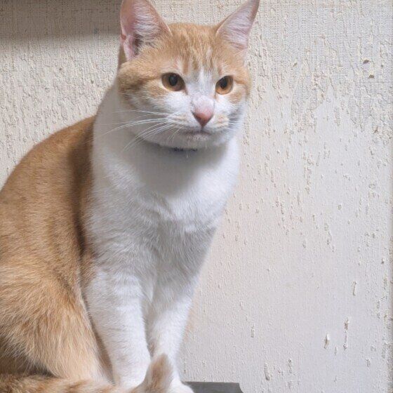 おすましするぼんちゃん