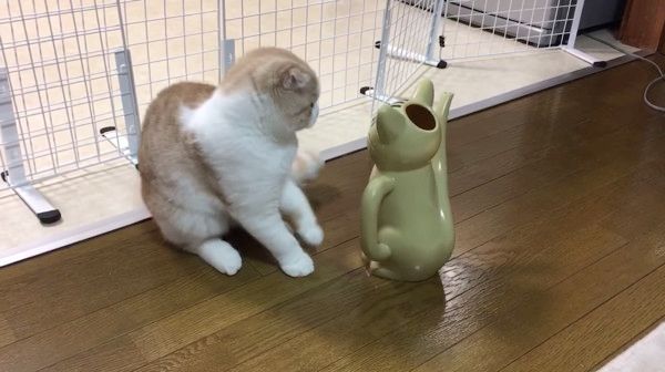 ジョウロにビビる猫