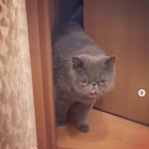 トイレまでママに着いて行っちゃうエキゾチックショートヘアー