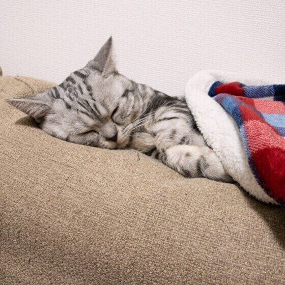 爆睡するアメリカンショートヘア