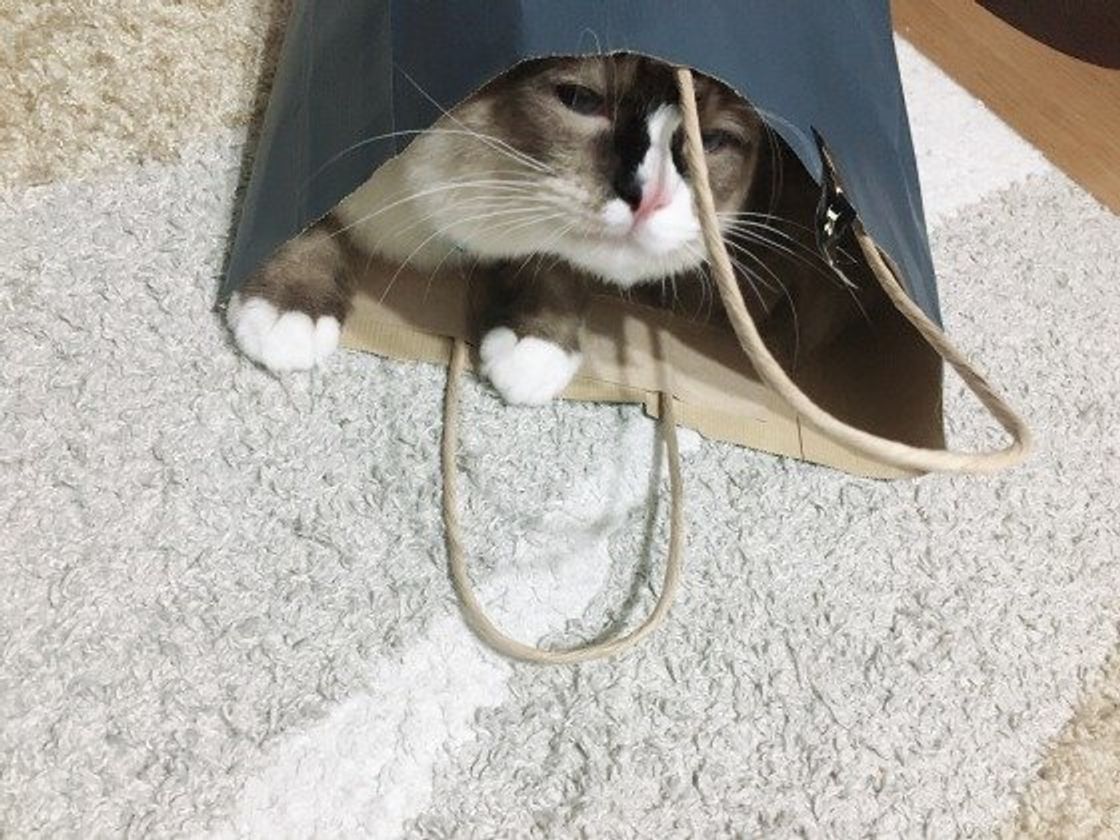 猫はなんで袋が好き 猫がビニール袋で遊ぶときの注意点 ねこのきもちweb Magazine 猫はなんで袋が好き 猫がビニール袋で遊ぶときの注意点 ねこのきもちweb Magazine