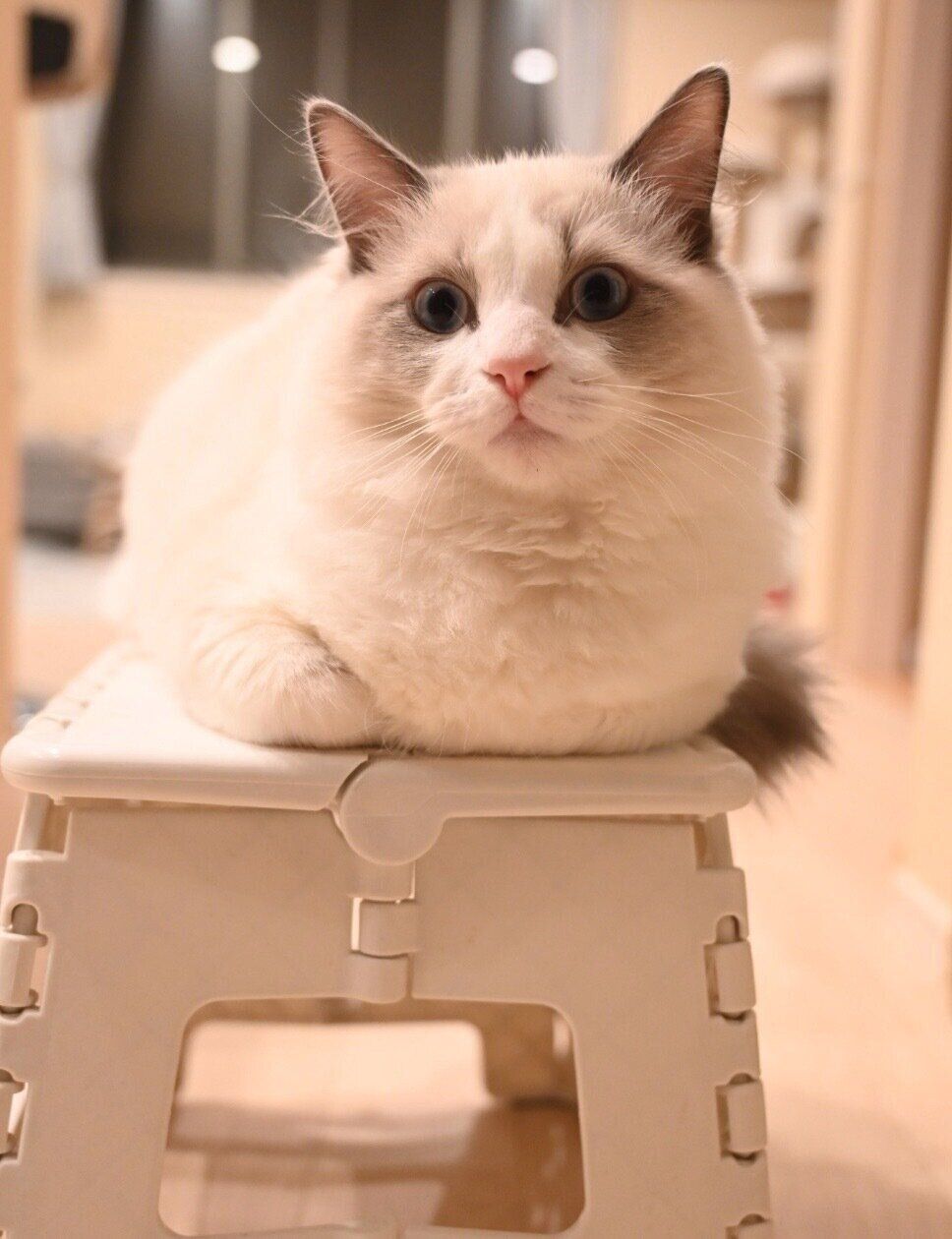 見つめるシャルくん