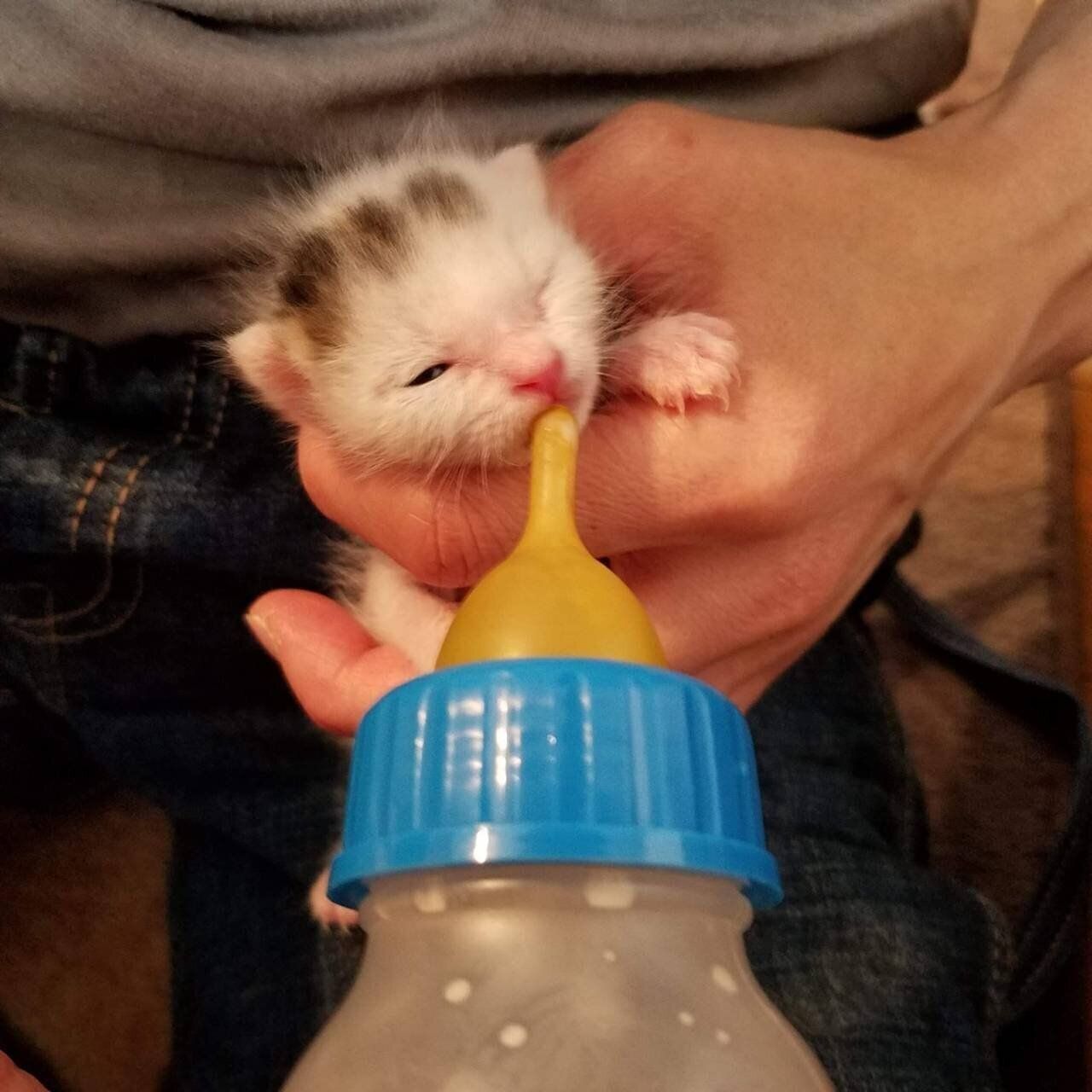 ミルクを飲む豆大福くん