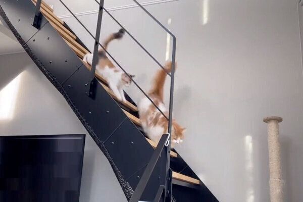 「呼び込み君」でまんまと呼び込まれる猫たち