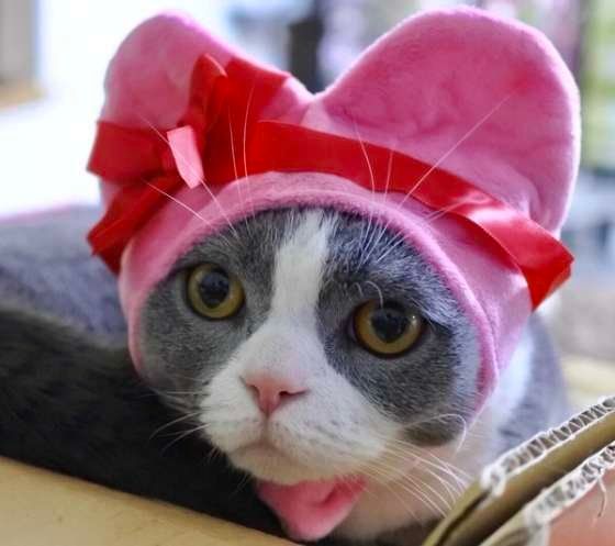 かぶりものをかぶるマンチカン