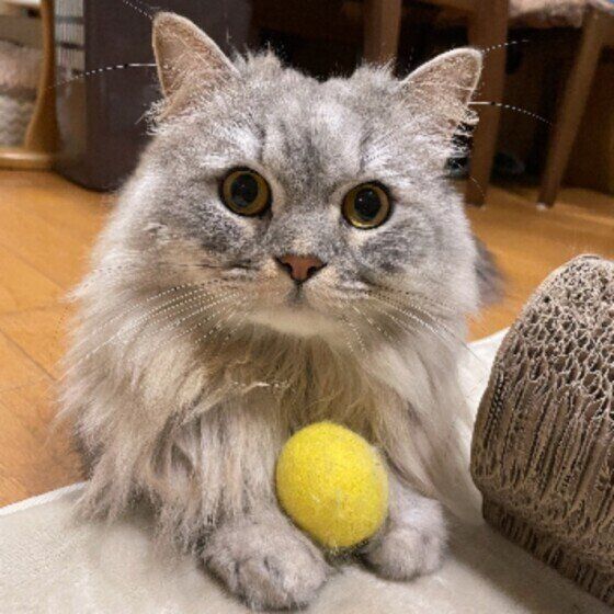 見つめるスコティッシュフォールド・ロングヘア