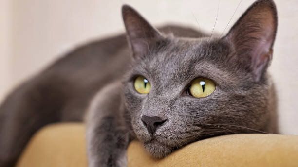 こちらを向いている猫