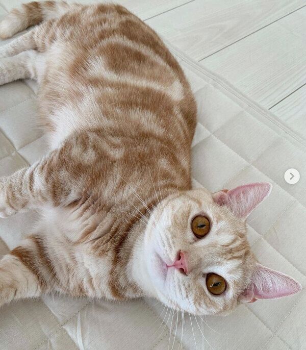 まったりするきなこくん