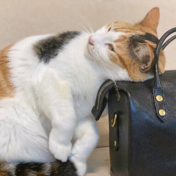 スリスリする猫